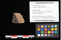 Foto (Objekt + Etikett) von Sphaeria interpungens Heer (NHMW-GEO-2024-0188-0018)